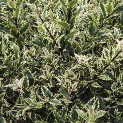 Ilex aquifolium Ingramii, Järnek