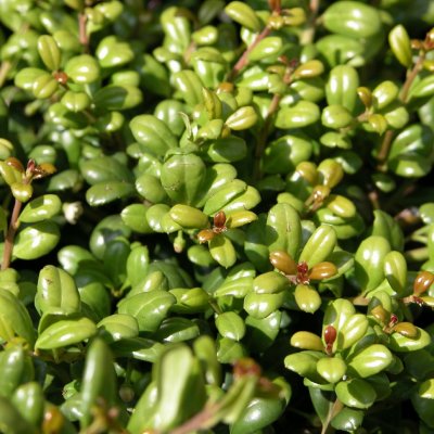 Ilex crenata Convexa, Japansk Järnek