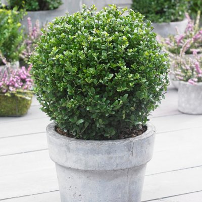 Ilex crenata Dark Green ®, Japansk Järnek Klot Ø 15, 15 C2