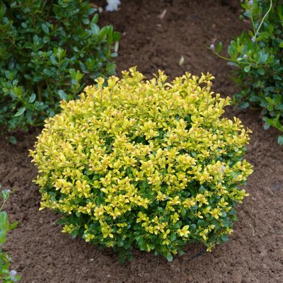 Ilex crenata Golden Gem, Japansk Järnek