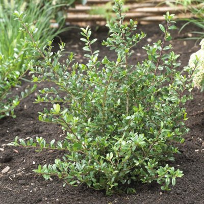 Ilex crenata Stokes, Japansk Järnek