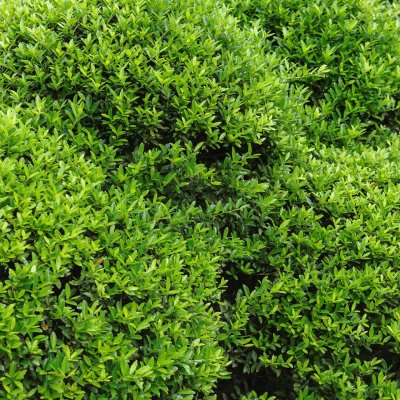 Ilex crenata Stokes, Japansk Järnek