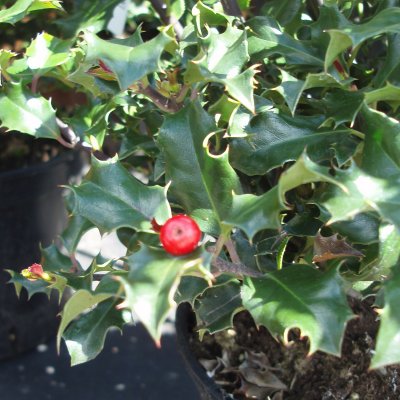 Ilex meserveae Blue Princess, Blå Järnek, 90 stam co