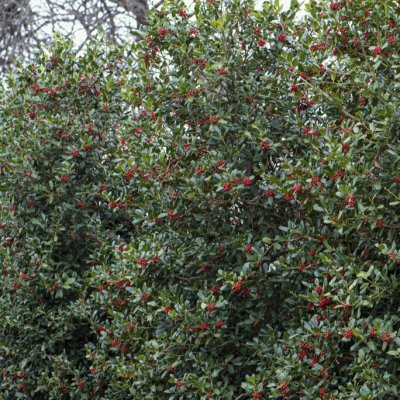 Ilex Nellie R. Stevens