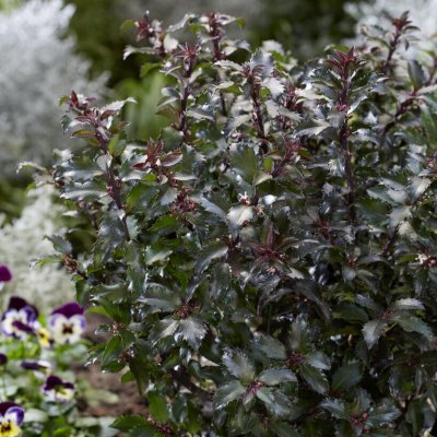Ilex x meserveae Gentle Anny´s Dwarf
