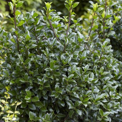 Ilex x meserveae Heckenpracht ®