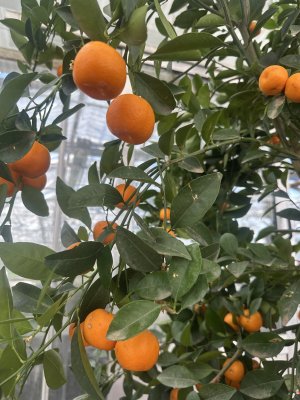 Calamondin, Träd