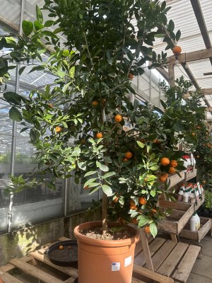 Calamondin, Träd