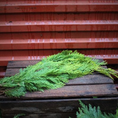 Cypress Gul/Grön Bunt