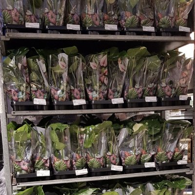 Monstera deliciosa Thai Constellation, Monstera Thai Constellation