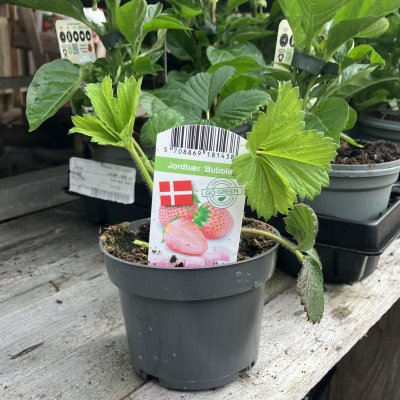 Fragaria x ananassa Bubbleberry
