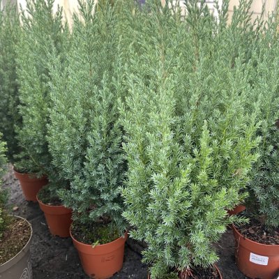 Kinesisk en - Juniperus chinensis 'Stricta'