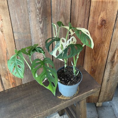 Monstera obliqua Variegata