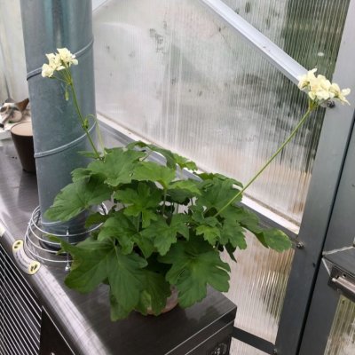 Pelargonium x hortorum Creamery