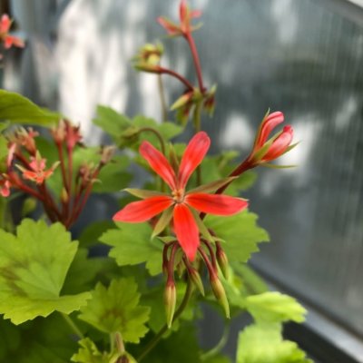 Dvärg-dekorativpelargon Baby Harry, kruka