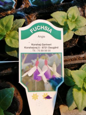Fuchsia, pluggplanta, Angie