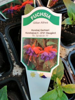 Fuchsia, pluggplanta, 'Gillian Althea'
