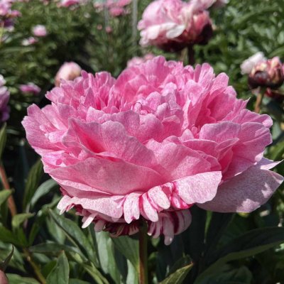 Paeonia lactiflora Sarah Unique