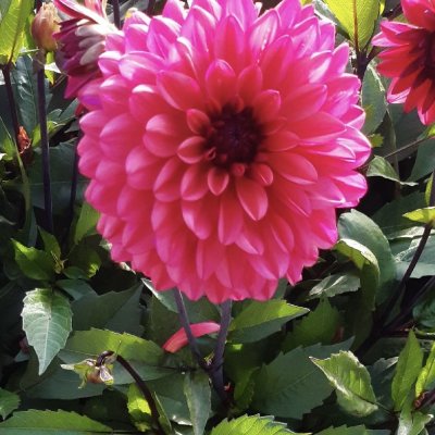 Dahlia Dekorativ Klara Zak 1st
