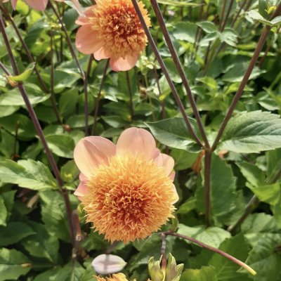 Dahlia Anemon Sandia Brocade 1st