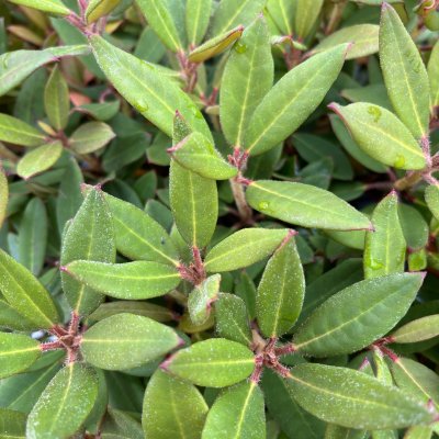 Rhododendron griersonianum Winsome, Dvärgrododendron