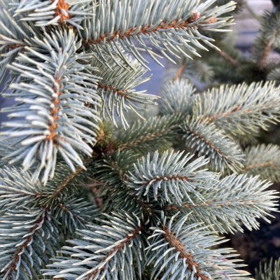 Picea pungens Oldenburg, Blågran