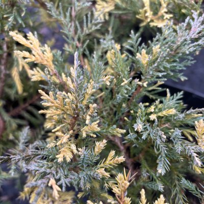 Juniperus x pfitzeriana Blue and Gold, Trädgårdsen