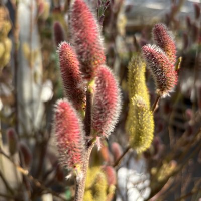 Salix chaenomeloides Mt. Aso