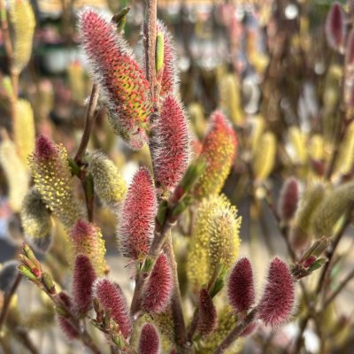 Salix chaenomeloides Mt. Aso