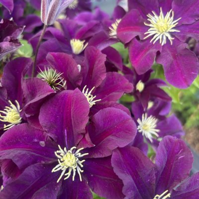 Clematis patens Warszawska Nike