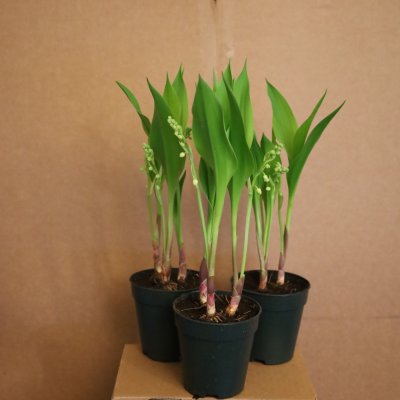 KAMPANJ - Liljekonvalj Convallaria majalis
