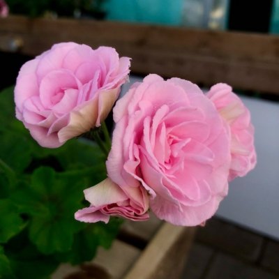 Häng-Rosenpelargon Rococo, kruka