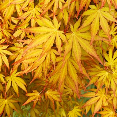 Acer palmatum Cascade Gold ®