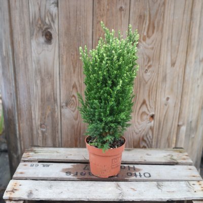Ädelcypress