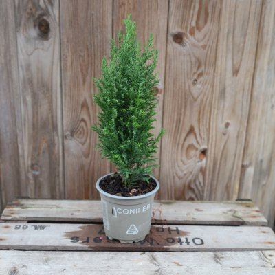 Ädelcypress - Chamaecyparis lawsoniana 'Ellwoodii'