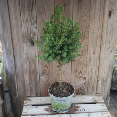 Sockertoppsgran stam