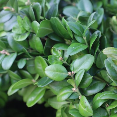 Krans Buxbom Hjärta Öppet Stor B30cm