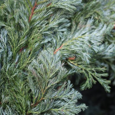 Krans Bouleward 35cm