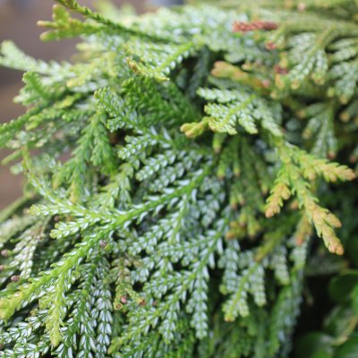 Krans Kycklingben 30cm