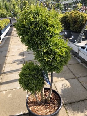 Thuja occidentalis Smaragd, Stamädeltuja, 60-80 trio stam C18