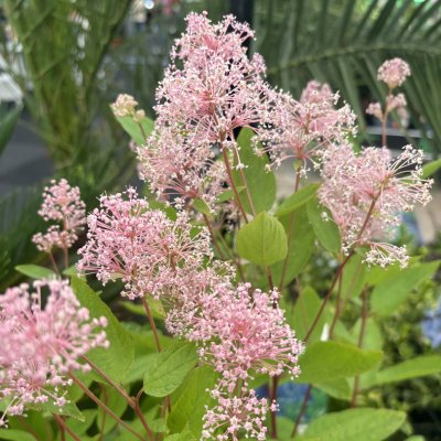 Ceanothus x pallidus Marie Simon