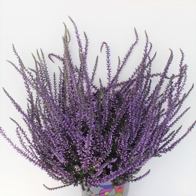 Ljung Calluna Färgad Lila