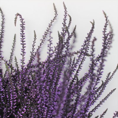 Ljung Calluna Färgad Lila