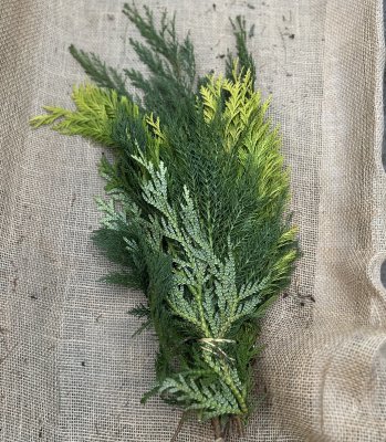 Cypress Kycklingben Kyptomeria Mix Bunt 400-500gr