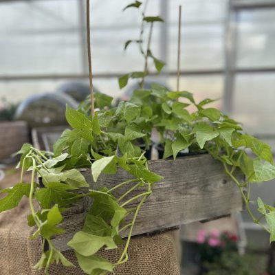 Ipomoea batatas SolarTower Lime