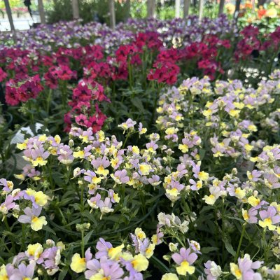 Årets sommarblomma