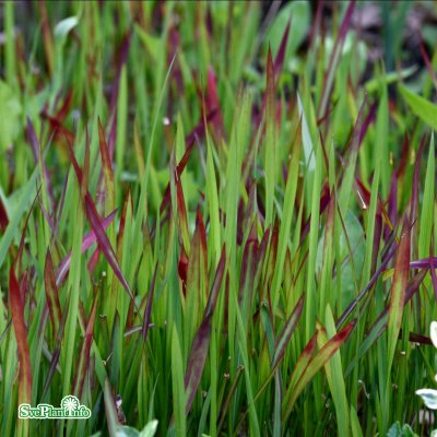 Imperata cylindrica Red Baron, Japanskt Blodgräs, SQ1