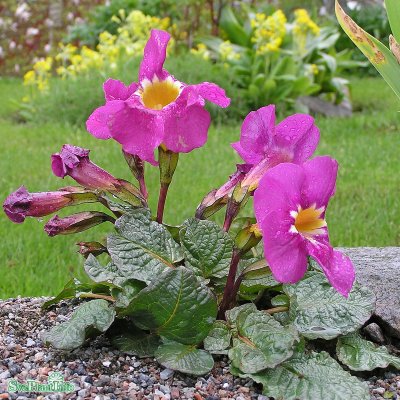 Incarvillea delavayi, Rosenincarvillea, barrot 1st