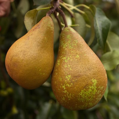 Päron, Ingeborg E, stam P. com C10