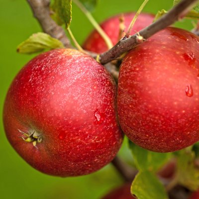 Malus domestica Ingrid Marie